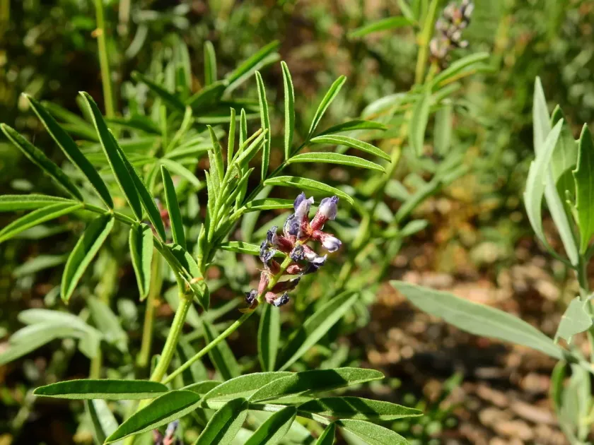 Astragalus-like licorice