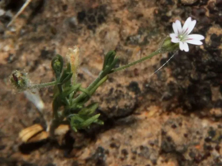 Gypsophila tubulosa