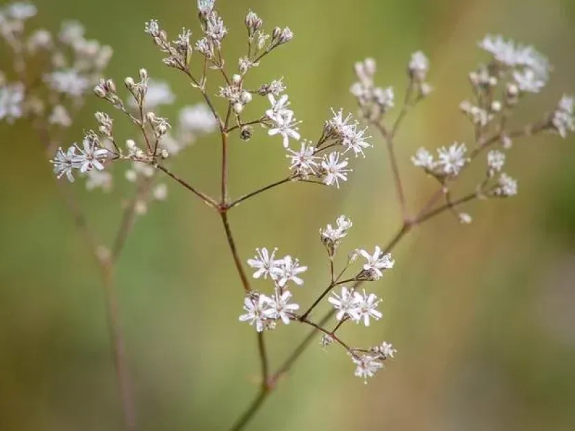 Gypsophila perfoliata