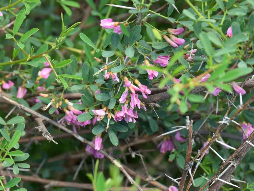 Halimodendron halodendron