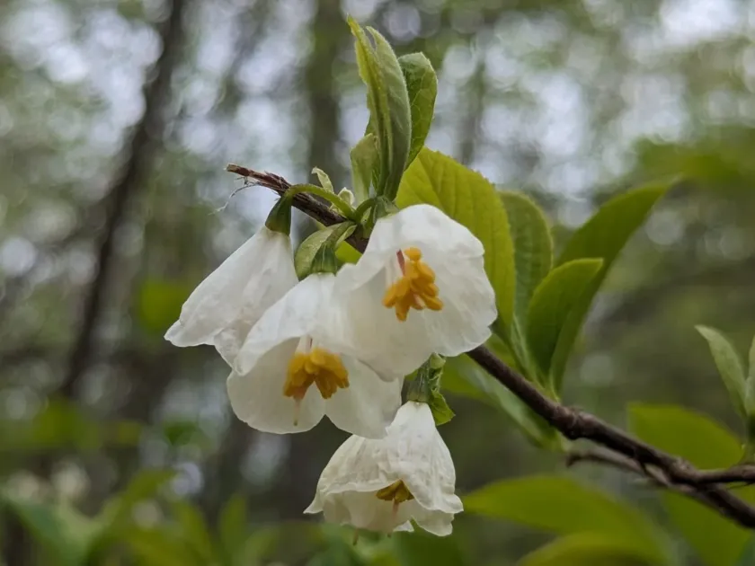 Халезия каролинская