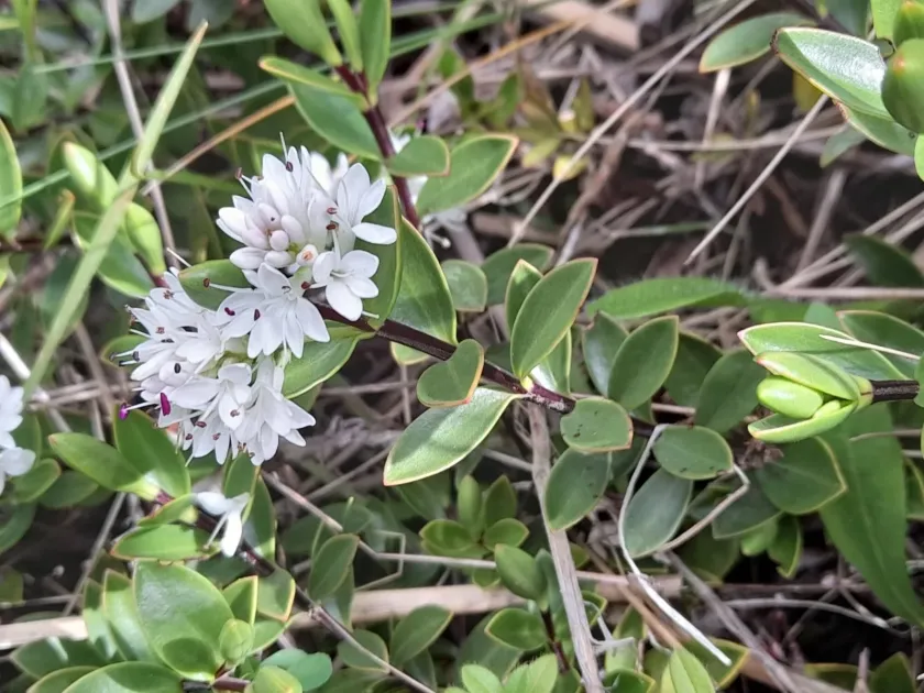 Veronica decumbens