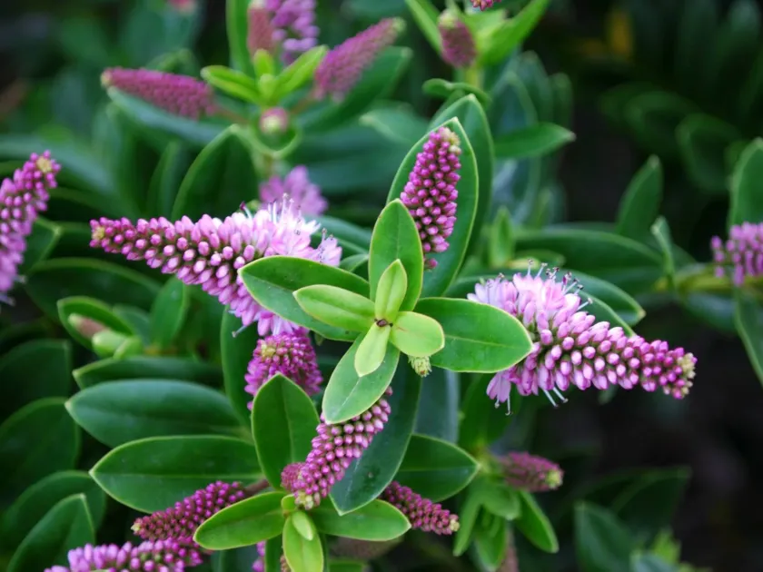Veronica fairfieldii