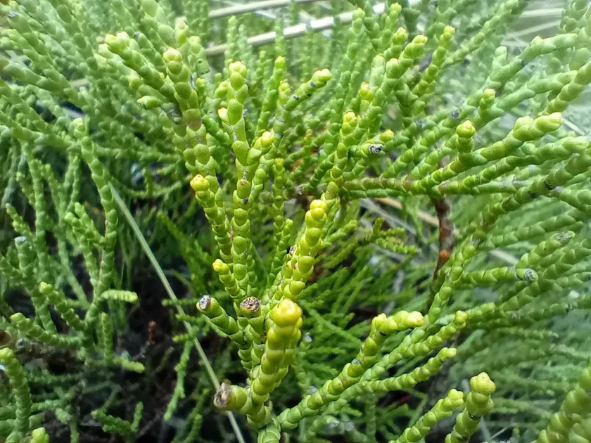 Veronica propinqua
