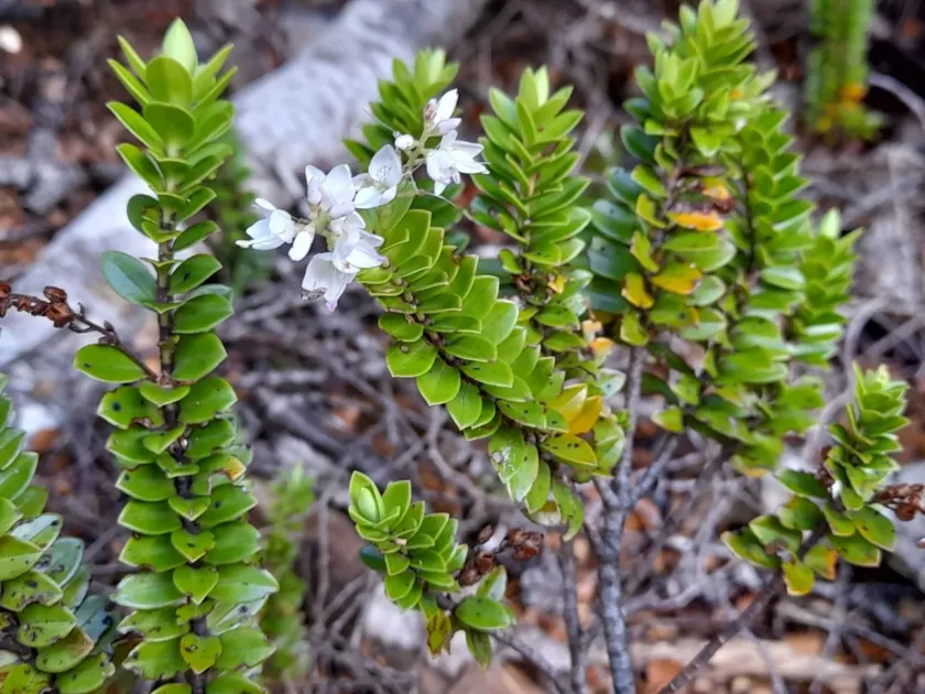 Varnished Veronica