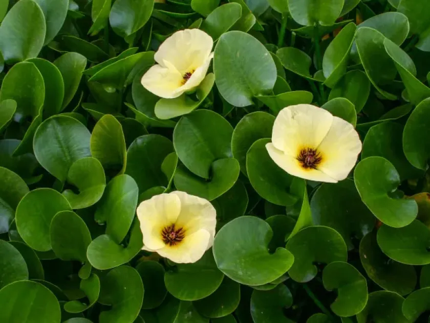 Hydrocleys parviflora