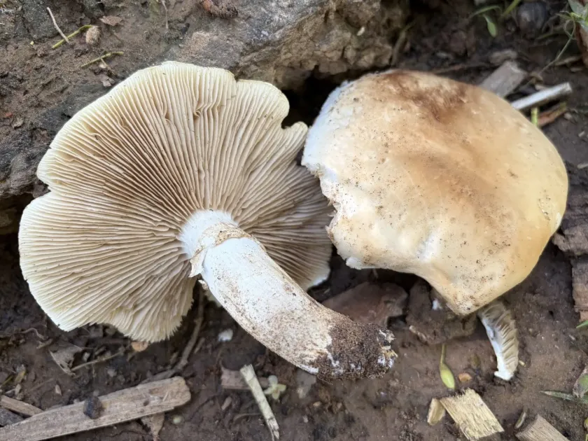 Cyclocybe cylindracea
