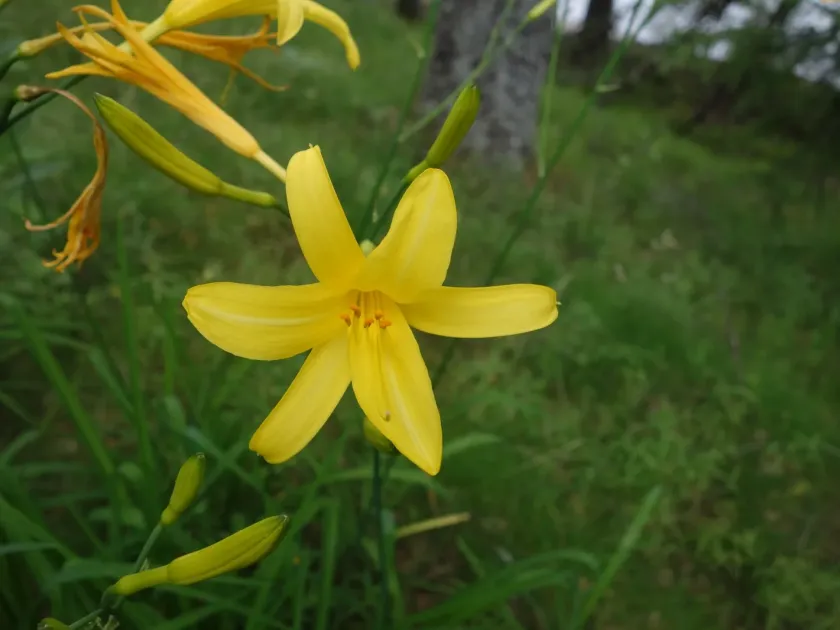 Лілійник жовтий