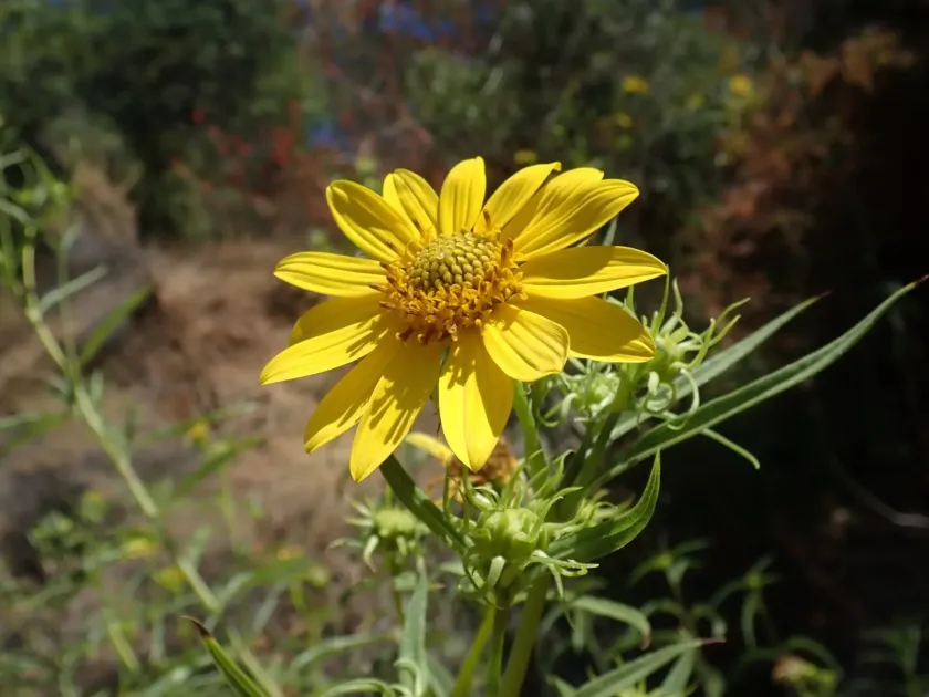 California sunflower