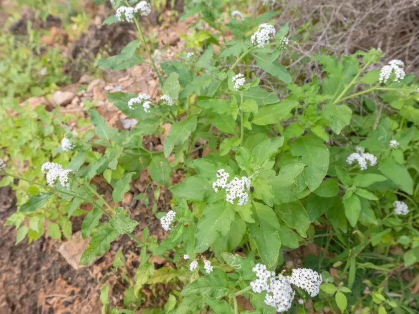 Heliotropium aegyptiacum