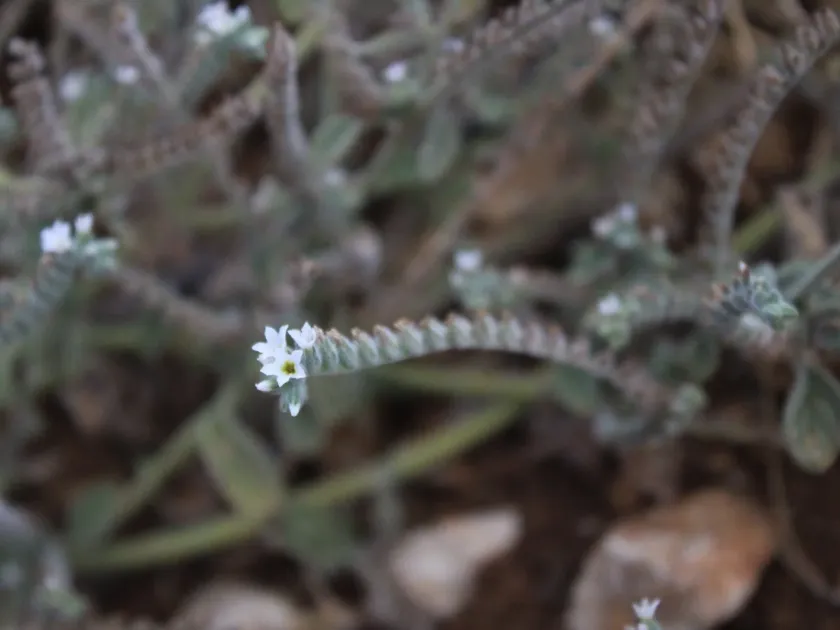 Heliotropium bovei
