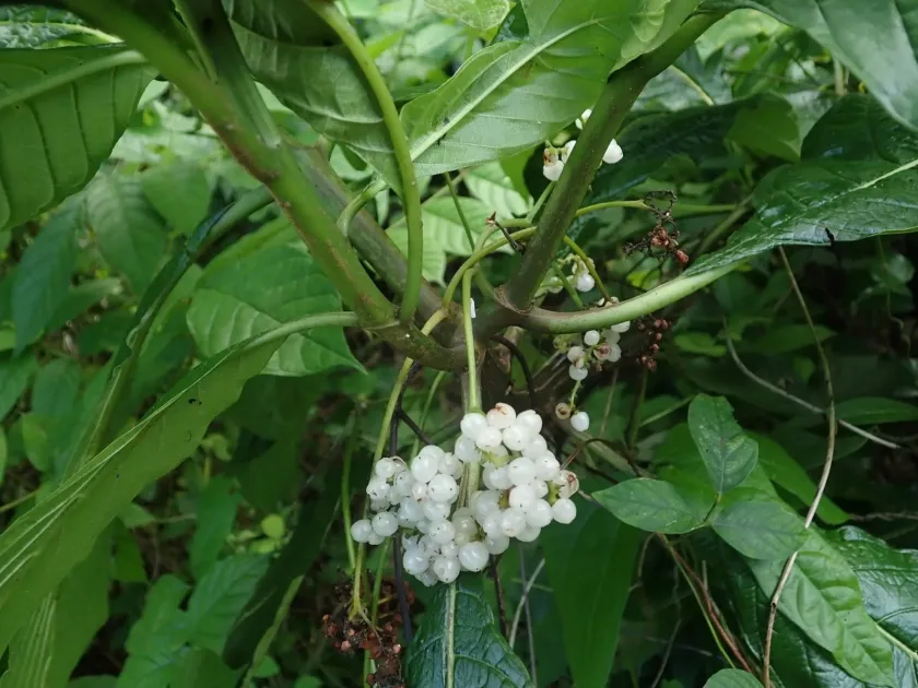 Heliotropium filiflorum
