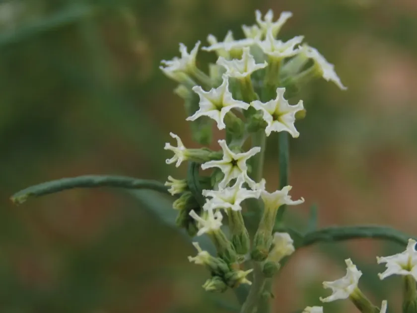 Heliotropium lineare