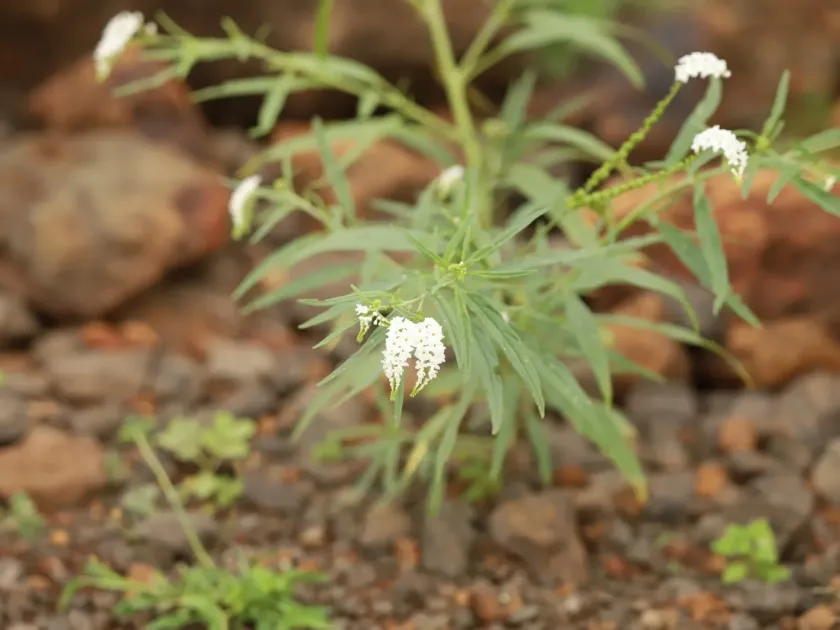 Heliotropium longiflorum