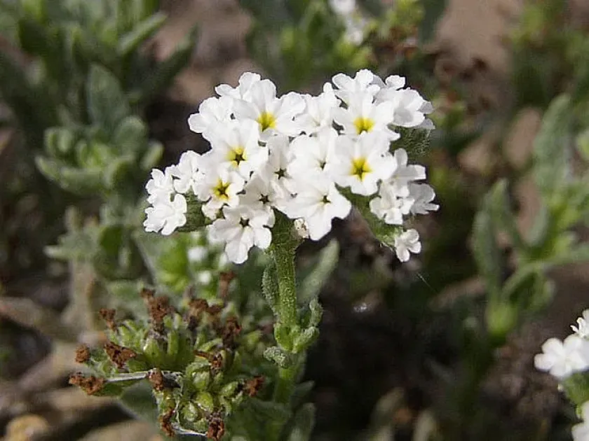 Heliotropium ramosissimum