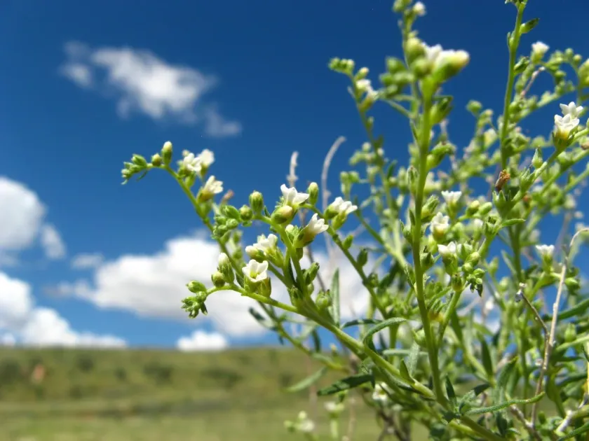 Heliotropium rariflorum