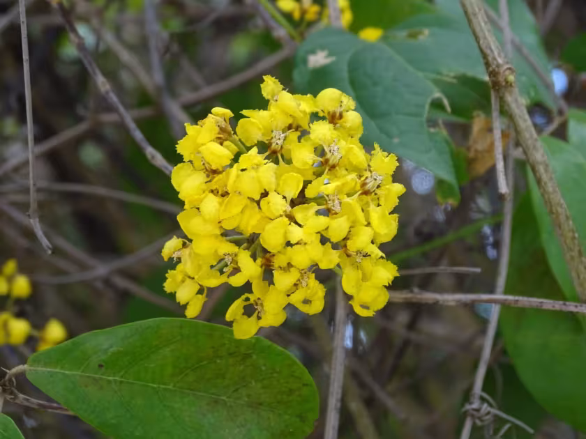 Hiraea