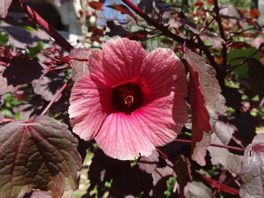 Hibiscus asper