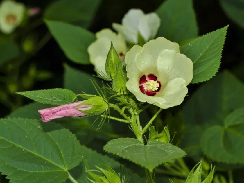Hibiscus rhabdotospermus