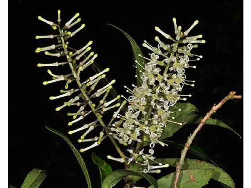 Helicia robusta