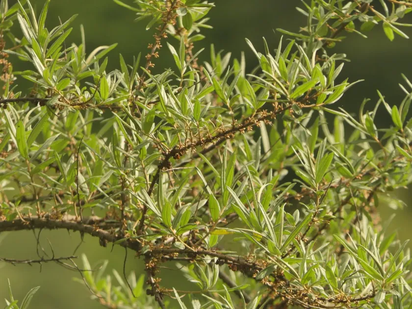 Willow-leaved sea buckthorn