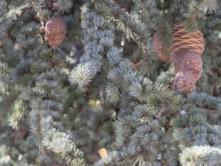 Atlas cedar