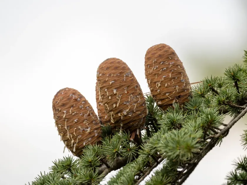Cedar of Lebanon
