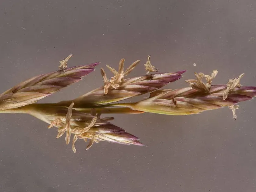 Halopyrum mucronatum