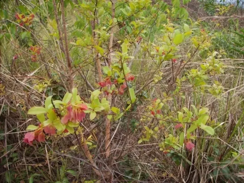 Hymenocardia acida