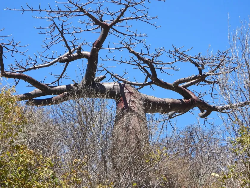 Adansonia suarezensis