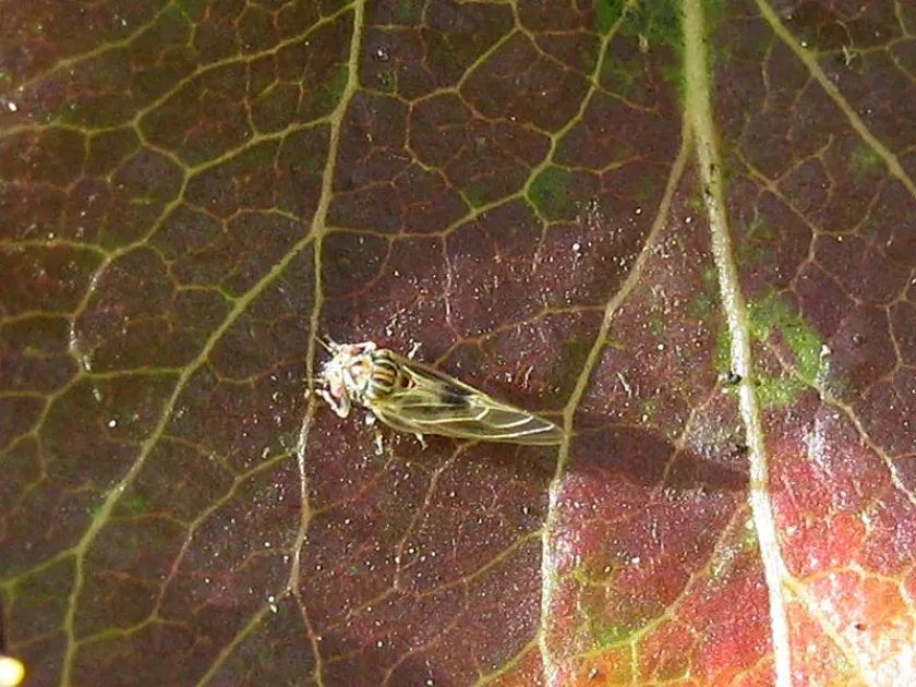 Pear psylla