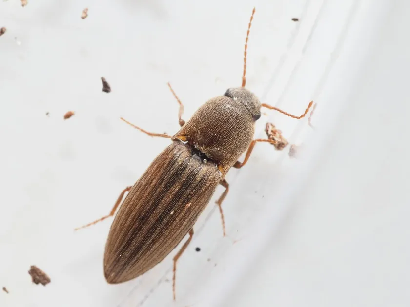 Click beetles