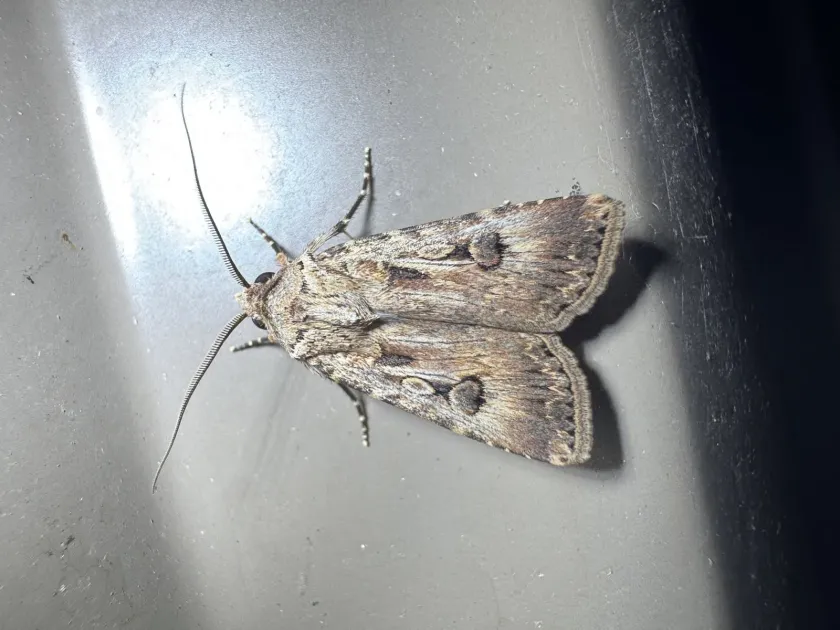Cutworms