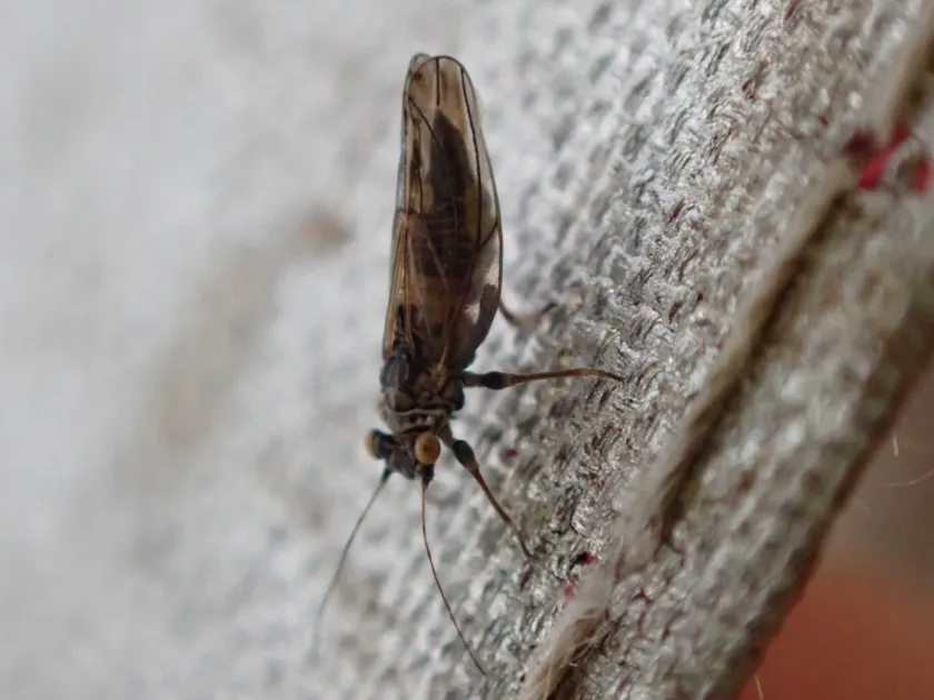 Psyllid