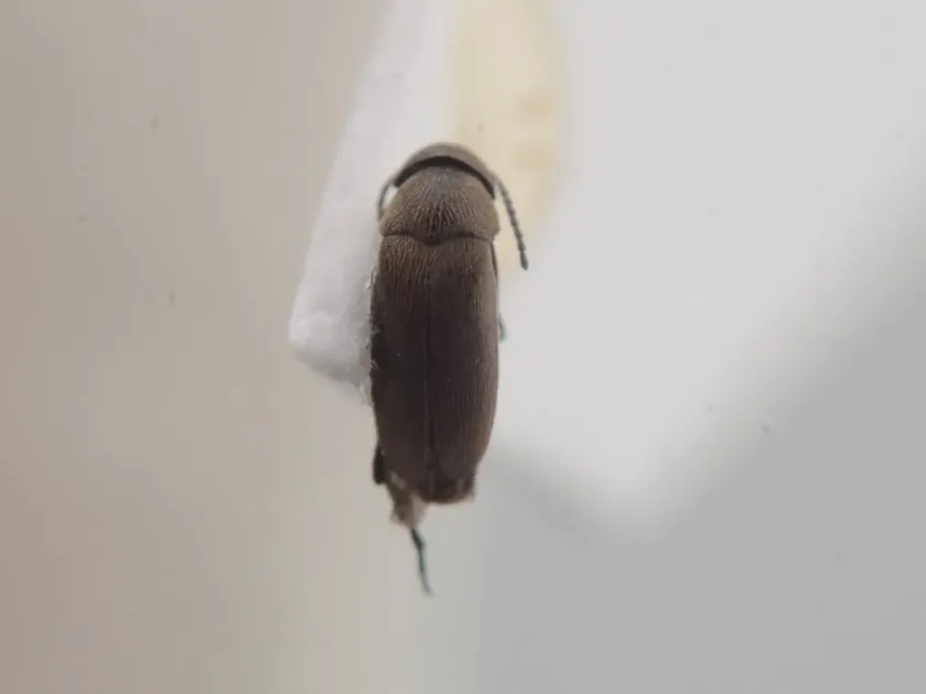 Sunflower stem weevil
