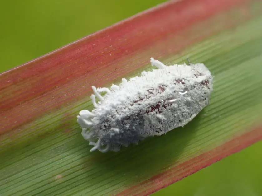 Comstock mealybug