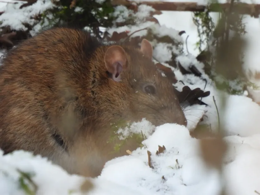 Brown rat