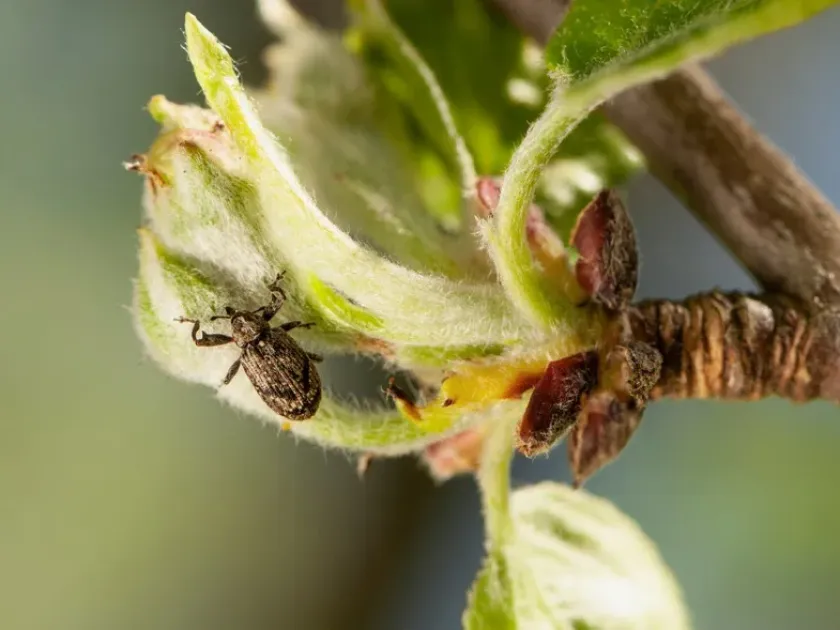 Pear blossom weevil