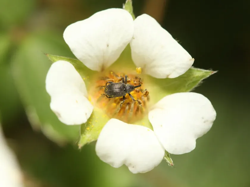 Strawberry blossom weevil