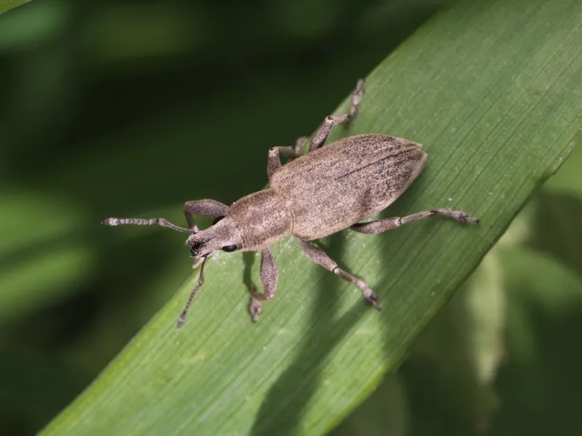Grey beet weevil