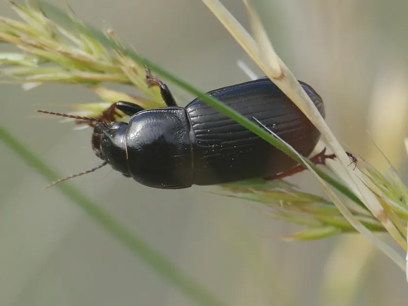 Ground beetle (Zabrus tenebrioides)