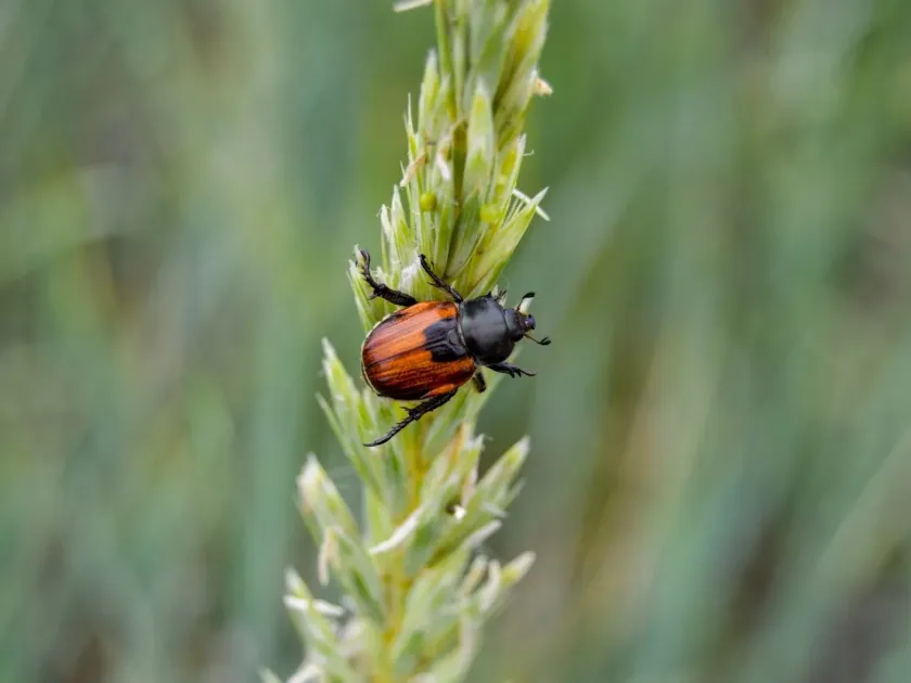 Austrian beetle