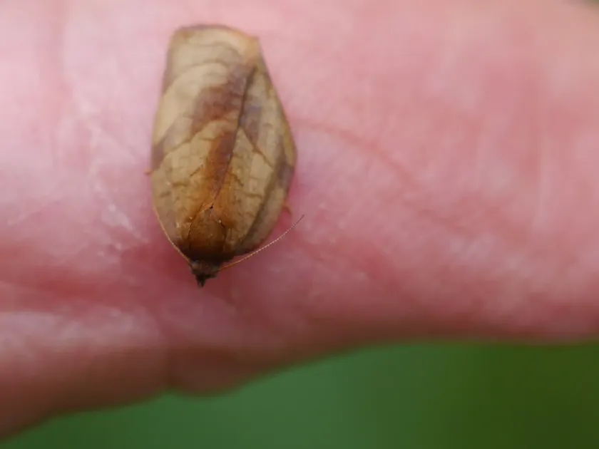 Carnation tortrix