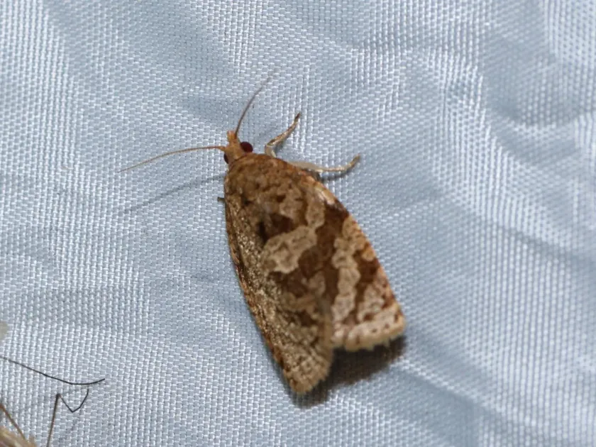 Summer fruit tortrix