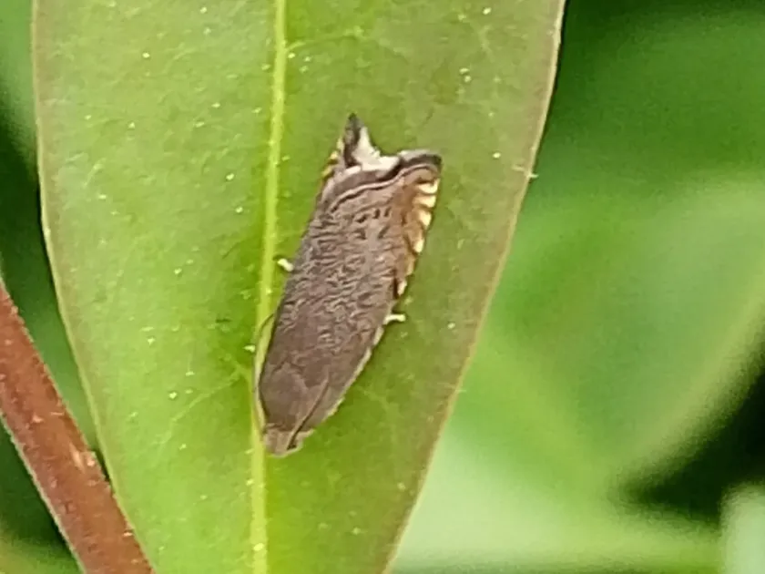 Pea moth