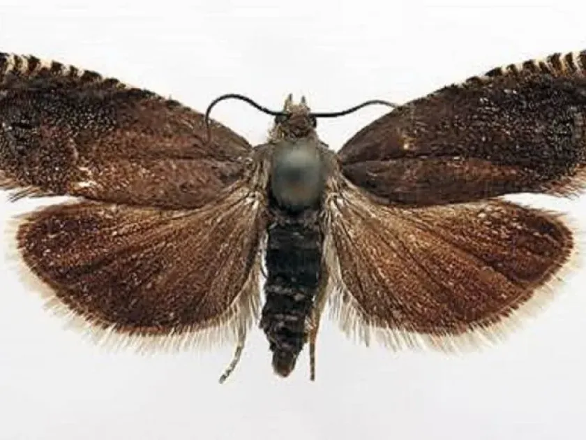 Soybean pod borer