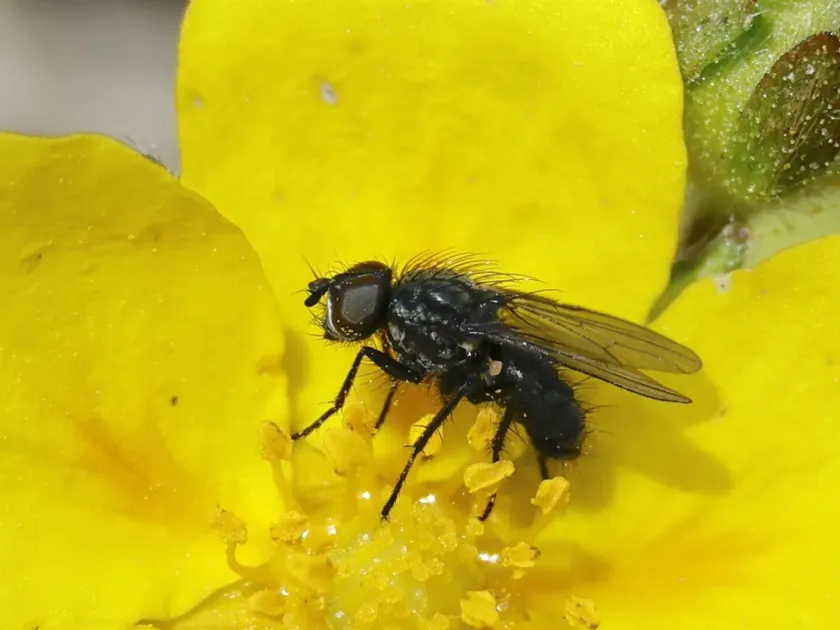 Cabbage root fly