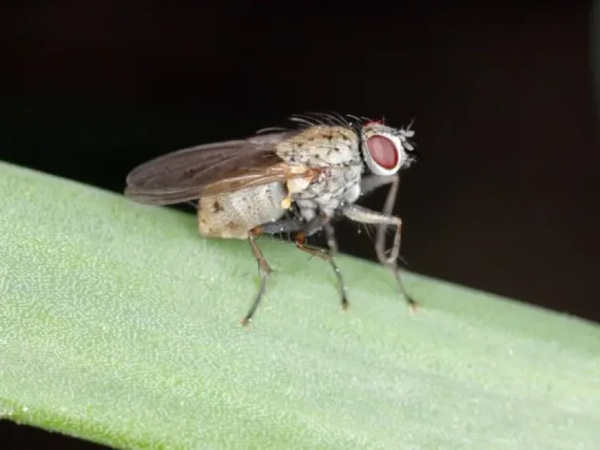 Onion fly