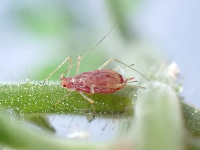 Potato aphid