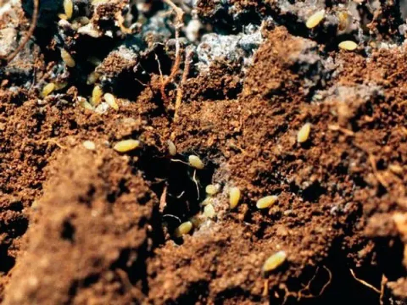 Beet root aphid